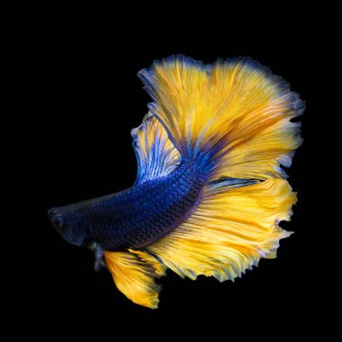 Görüntü siyah arka plan üzerine izole Betta balık.