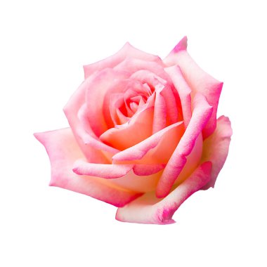 Beyaz arkaplanda izole edilmiş güzel pembe gül.