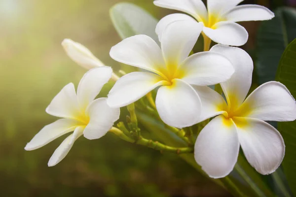 Witte plumeria bloemen met zacht licht, vintage filtereffect. — Stockfoto