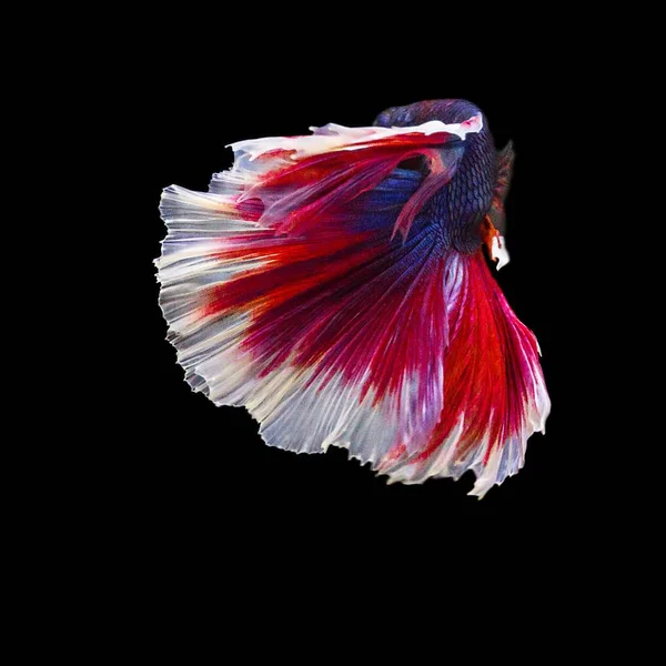 Betta 물고기 이동 액션 검은 배경에 고립의 이미지 — 스톡 사진