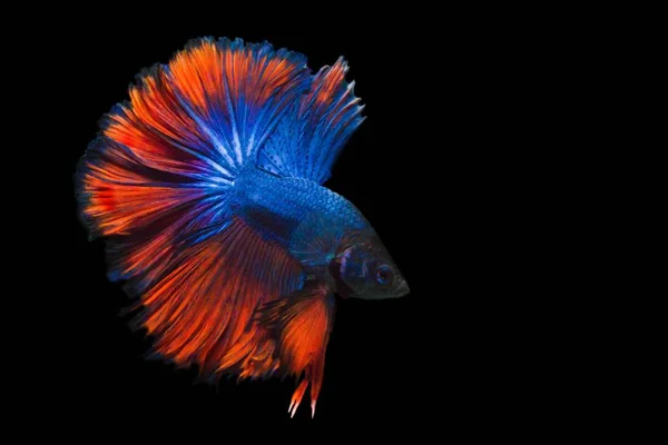 黒の背景、移動アクションで隔離の betta の魚のイメージ — ストック写真