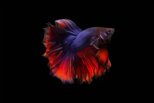 Betta 물고기 검은 배경에 고립의 이미지. — 스톡 사진