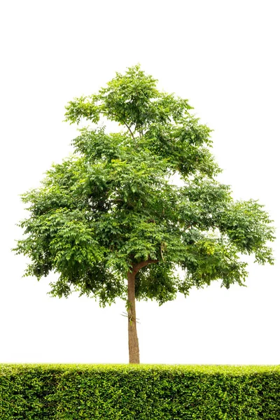 Hint mantar beyaz izole ağaç (Millingtonia hortensis).