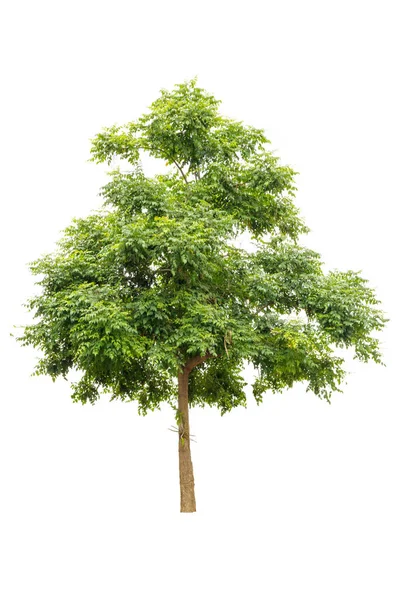 Hint mantar beyaz izole ağaç (Millingtonia hortensis).