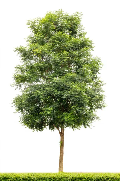 Hint mantar beyaz izole ağaç (Millingtonia hortensis).