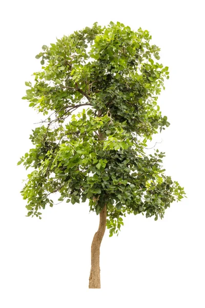 Albero verde isolato su sfondo bianco. — Foto Stock