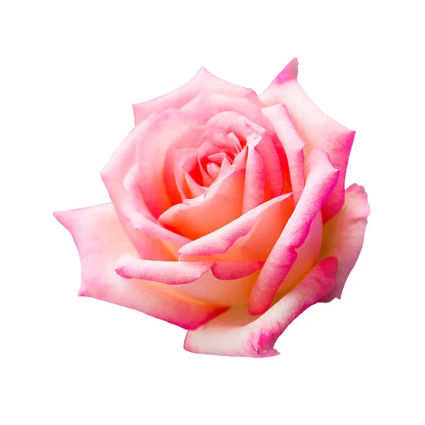 Hermosa rosa rosa aislada sobre fondo blanco. — Foto de Stock