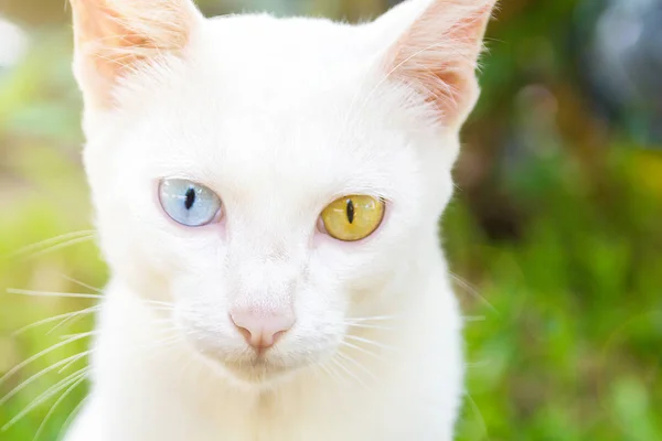 2 farklı renkli gözlü beyaz renk Tay kedi portresi.