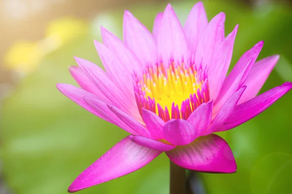 Belle nénuphar, fleurs de lotus rose plantes dans l'étang . — Photo