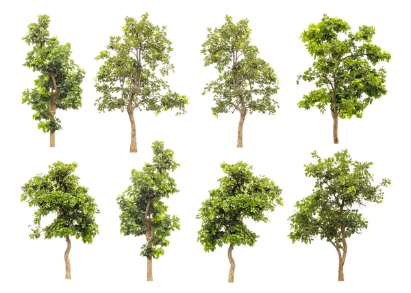 Coleta de árvores verdes isoladas no fundo branco . — Fotografia de Stock