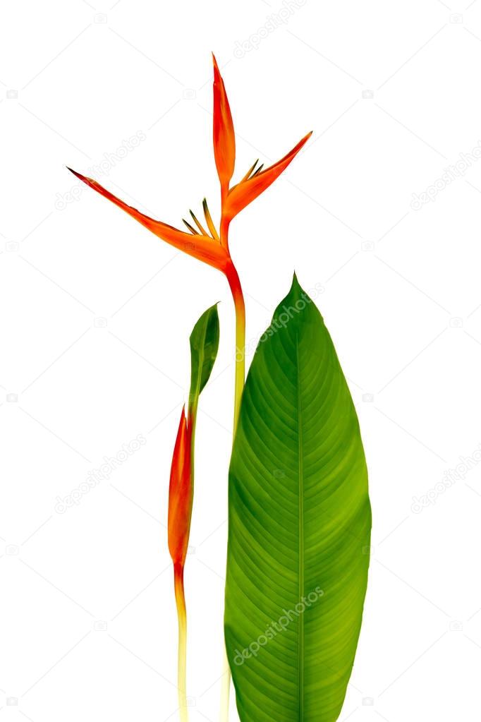 Beautiful Red, Yellow And Orange Heliconia (Heliconia Spp.) Flower.