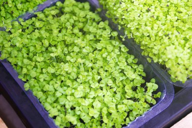 Microgreens sebze, sağlıklı gıda