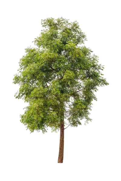 Beyaz arkaplanda izole edilmiş ağaçlar.
