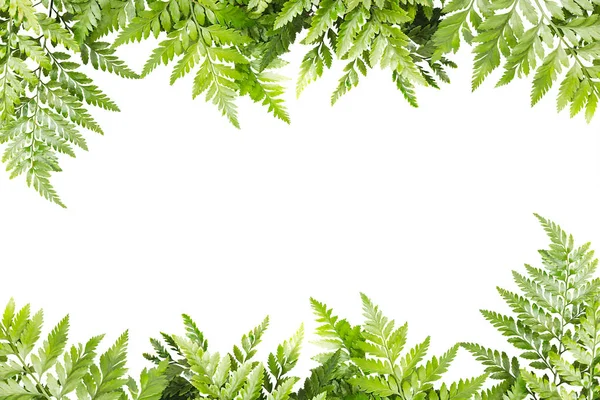 Beyaz arka plan, doğa kenarlık çerçeve için yeşil yapraklar