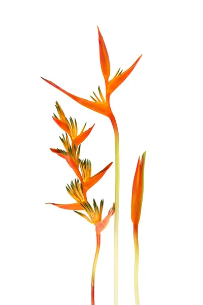 美しい赤、黄色とオレンジのヘリコニア (ヘリコニア属.) — ストック写真
