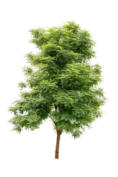 Beyaz arkaplanda izole edilmiş ağaçlar
