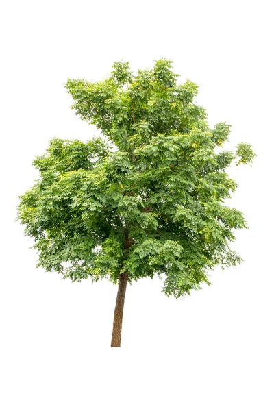 Beyaz arkaplanda izole edilmiş ağaçlar