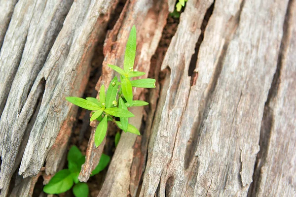 Giovane pianta che cresce sul vecchio albero di legno — Foto Stock