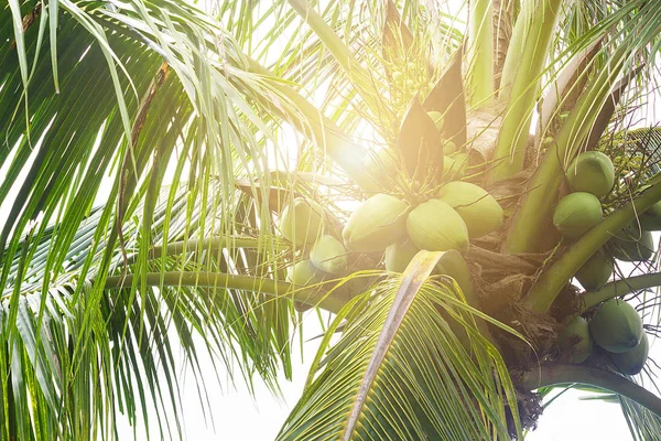 Cluster di cocco fresco su albero di cocco con luce soffusa al mattino — Foto Stock