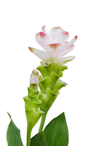 Curcuma Zanthorrhiza (Siam Tulip Curcuma Alismatifolia) kwiat — Zdjęcie stockowe