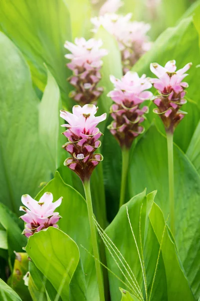Curcuma Zanthorrhiza (Siam Lale Curcuma Alismatifolia) Çiçek 
