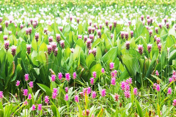 Curcuma Zanthorrhiza (Siam Lale Curcuma Alismatifolia) Çiçek 