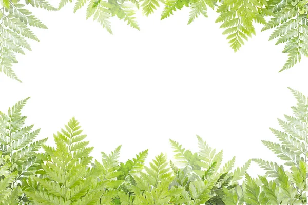 Green leaves for frame on white background, nature border — Stock Photo, Image