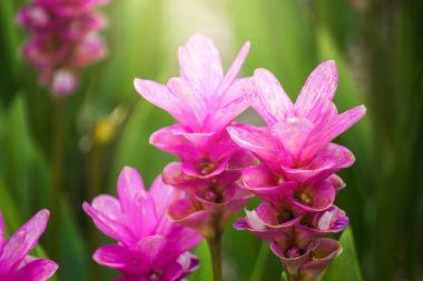 Curcuma Zanthorrhiza (Siam Lale Curcuma Alismatifolia) Çiçek 