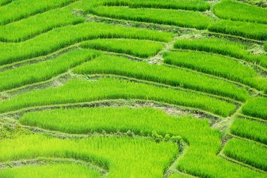 Pirinç Teras Ban Tien Pha, Mae Chaem, Chaing Mai