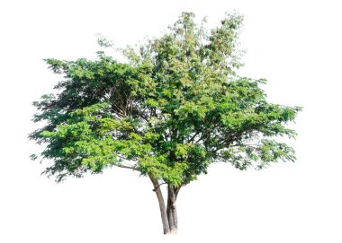 Beyaz arkaplanda izole edilmiş ağaçlar