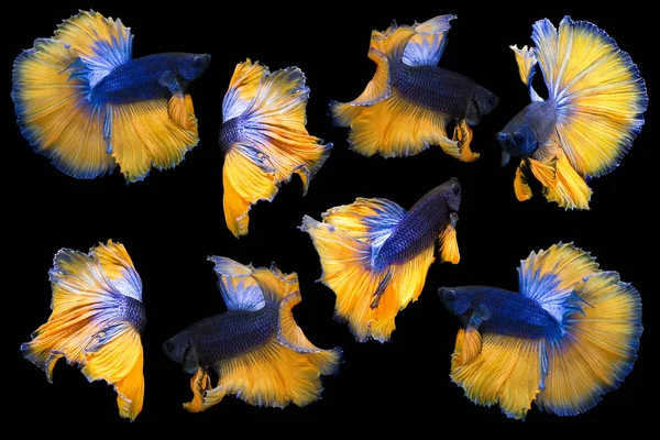 Collectie van betta vis geïsoleerd op zwarte achtergrond — Stockfoto
