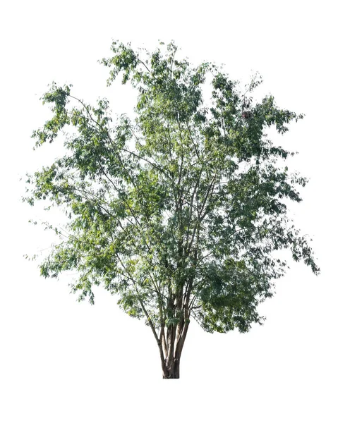 Beyaz arkaplanda izole edilmiş ağaçlar
