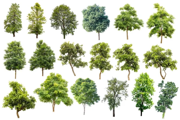 Collection Of Trees Isolated On White Background, Tropical Trees — Stock Photo, Image