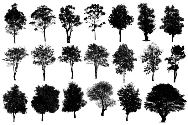 Koleksiyon, siluet, ağaç izole beyaz arka plan 