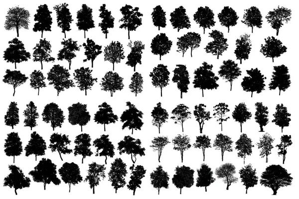 Collection De Silhouette D'arbre Isolé Sur Fond Blanc — Photo