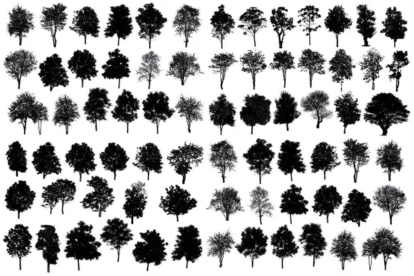 Collection De Silhouette D'arbre Isolé Sur Fond Blanc — Photo