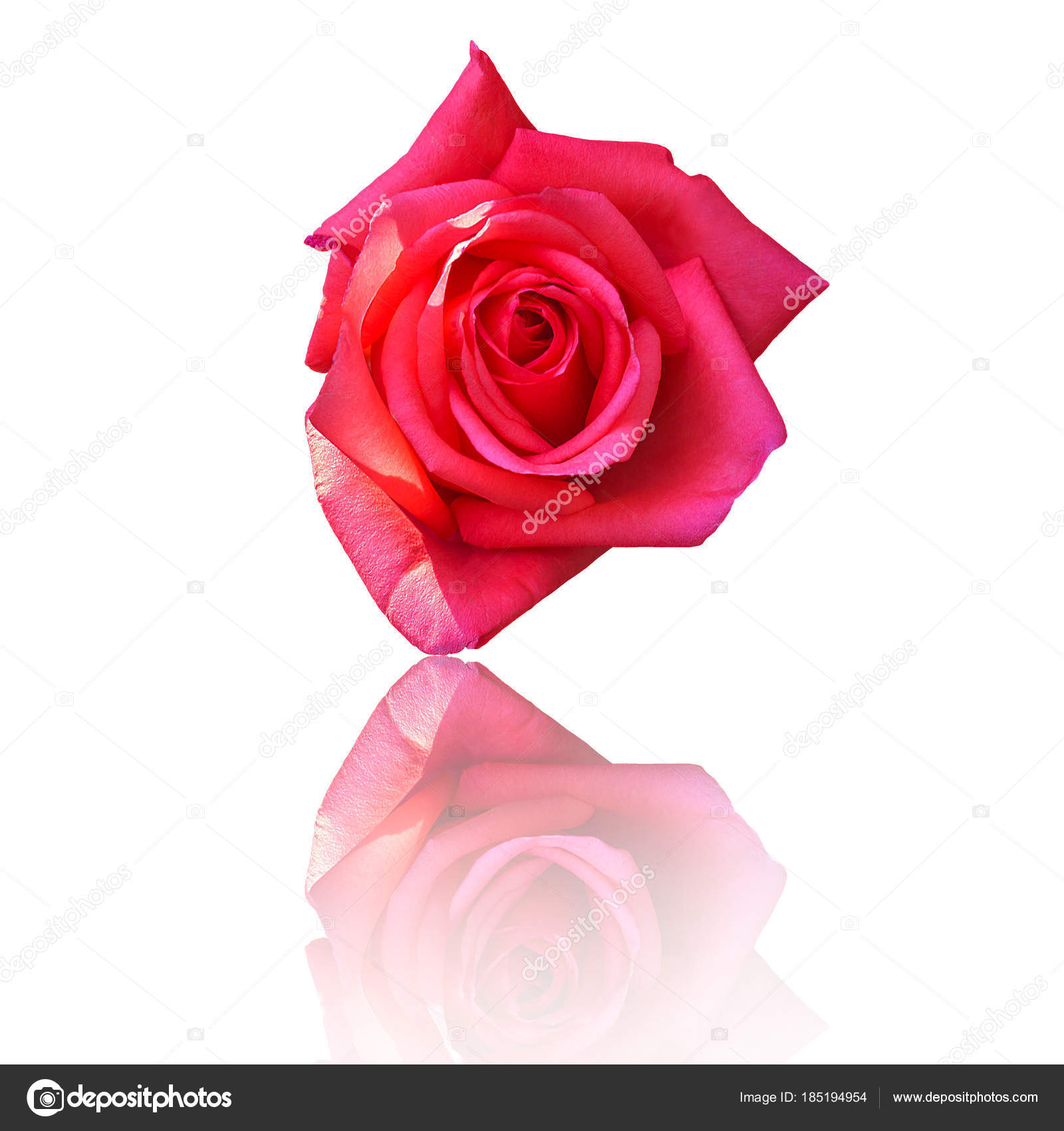 Belle Fleur Rose Rouge Sur Fond Blanc Fleurs Pour Mariage
