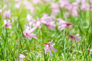 Güzel yağmur Lily çiçek, küçük Zephyranthes Lily peri Lily Cadılar. (Zephyranthas sp.)