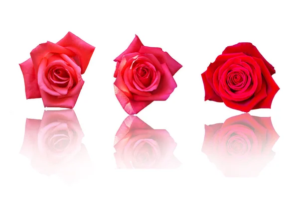 Belle Fleur Rose Rouge Sur Fond Blanc Fleur Pour Amant — Photo