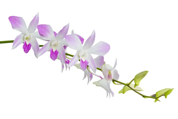 Oversikt Hvite Rosa Orkideblomster Isolert Hvit Bakgrunn – stockfoto