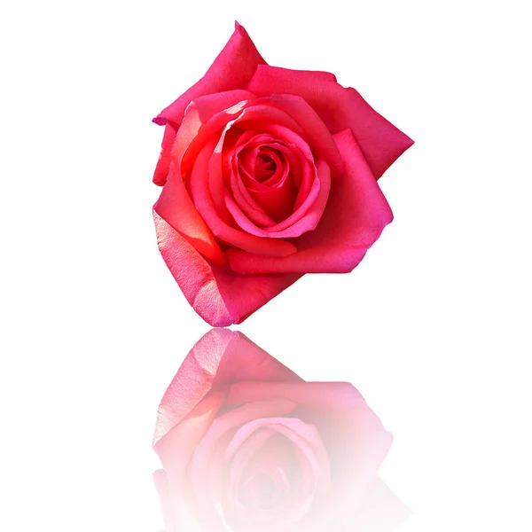 Hermosa Flor Rosa Roja Sobre Fondo Blanco Flor Para Amante — Foto de Stock