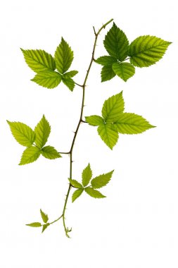 Böğürtlen yaprağı beyaz karada izole edilmiş.