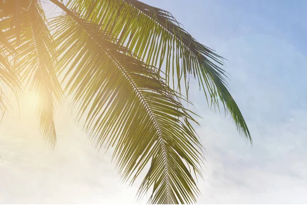 Kokospalme Auf Himmelshintergrund Mit Weichem Licht Niedriger Blickwinkel — Stockfoto