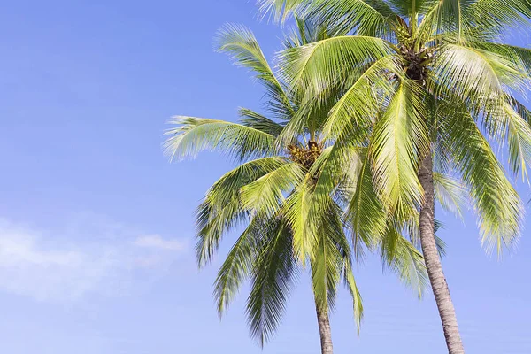 Kokospalme Auf Himmelshintergrund Blick Den Niedrigen Winkel — Stockfoto