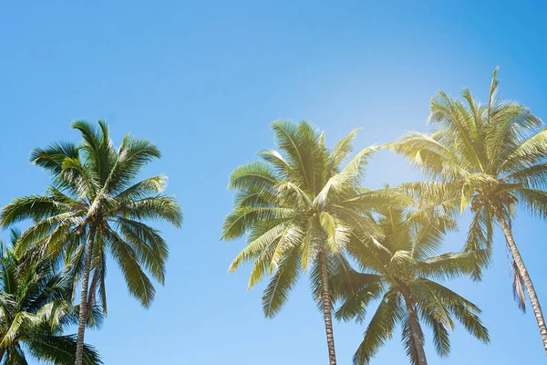 Kokospalmen Schöner Tropischer Hintergrund Sommerkonzept — Stockfoto