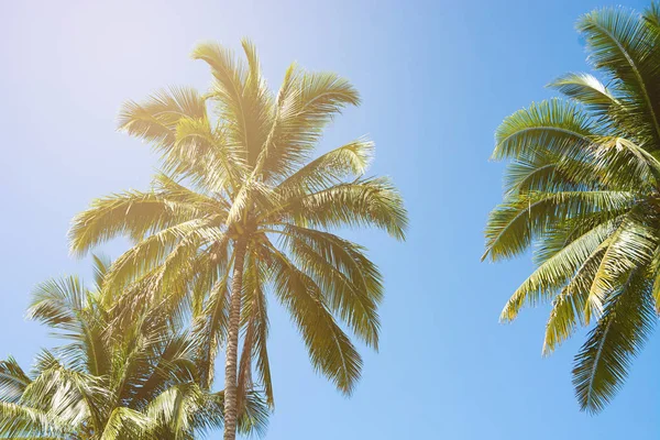 Kokospalmen Schöner Tropischer Hintergrund Sommerkonzept — Stockfoto