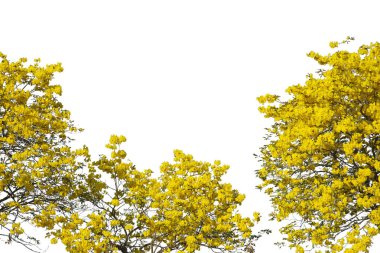 Altın ağaç, sarı çiçek ağacı, beyaz arka planda izole edilmiş tabebuia..