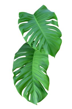 Beyaz Arkaplanda Yeşil Canavar Yaprağı, Gerçek Tropikal Orman Bitkileri.