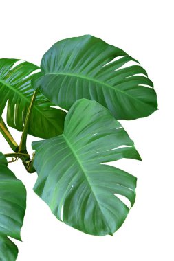 Beyaz Arkaplanda Yeşil Canavar Yaprağı, Gerçek Tropikal Orman Bitkileri.