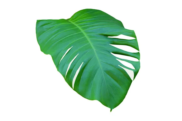 Groene Blad Van Monstera Witte Achtergrond Echte Tropische Jungle Gebladerte — Stockfoto